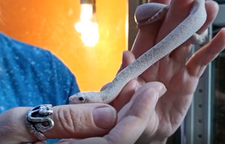 Змея, напугавшая жителей дома на улице Макаренко в Туле, вернулась к хозяину