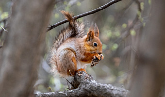 Тулякам рассказали, чем можно подкармливать зимой белок и птиц