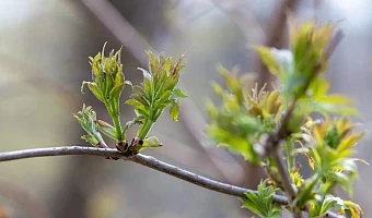 Тулякам рассказали, какая погода будет на Первомай