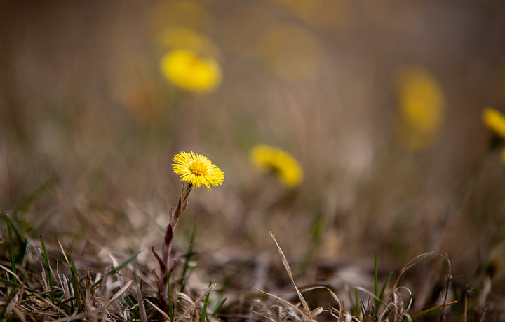 Синоптик дал прогноз погоды на неделю: в Туле прогнозируется до +9 и небольшие осадки