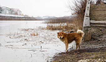 В Богородицке мать ребёнка через суд требует 100 тысяч рублей за укус собаки