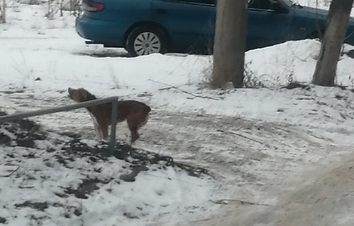 Алексинцы пожаловались на собаку, которая бросается на людей