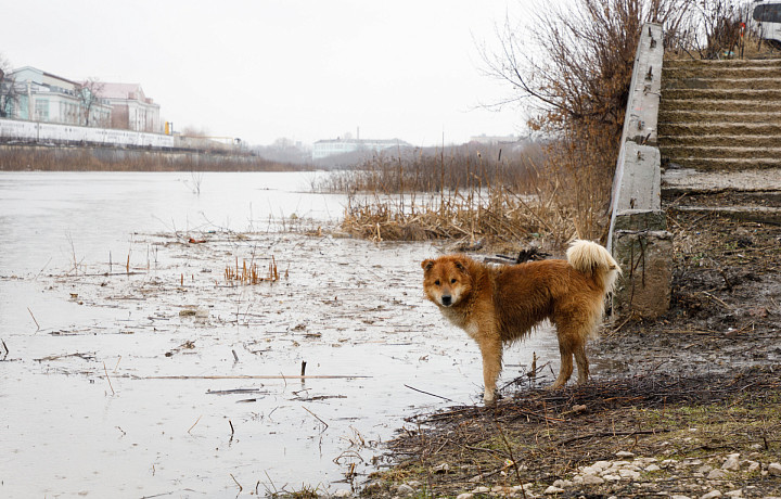 В Богородицке мать ребёнка через суд требует 100 тысяч рублей за укус собаки