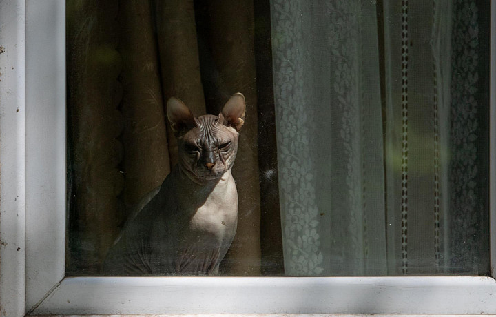 Будьте здоровы, кот: могут ли животные заразиться от хозяев сезонными заболеваниями