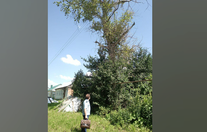 В селе Красное Одоевского района срубили аварийное дерево