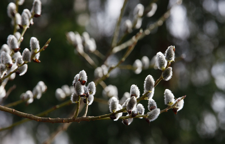 Безоблачно и до +17: синоптик рассказал, какая погода будет в Тульской области с 10 по 14 апреля