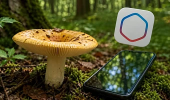 Туляки смогут получить разрешение на сбор грибов через Госуслуги