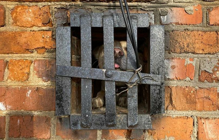 "Воют, стонут": алексинцы разыскивают хозяина гаража, где в заточении находятся кошка и собака