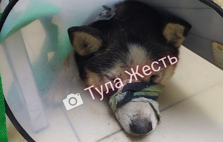 Фермер избил собаку до полусмерти в тульском селе Осиновая гора