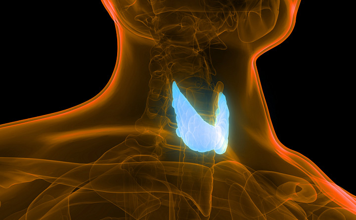 Можно ли отправиться на море, и как похудеть – восемь вопросов эндокринологу о болезнях щитовидной железы