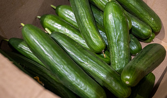 Экономист объяснил феноменальный рост цен на огурцы
