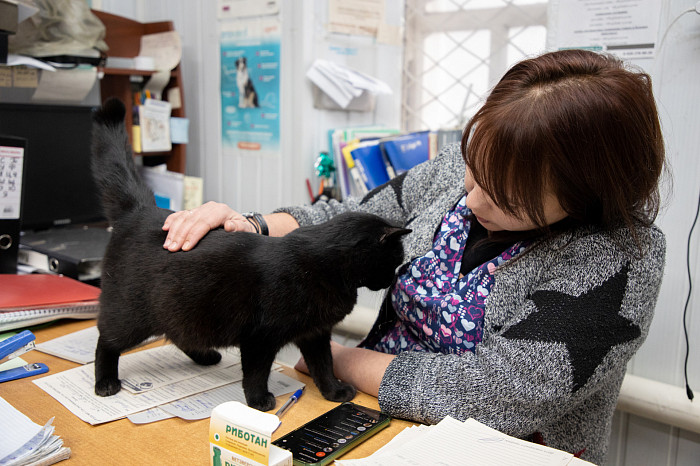 Вестники неудачи или пушистые милашки: тульские черные кошки ищут своих хозяев