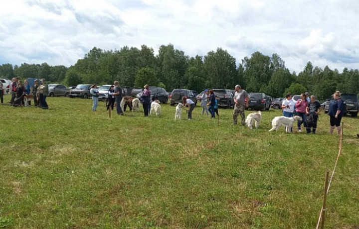 В Туле прошла 70-я юбилейная выставка охотничьих собак