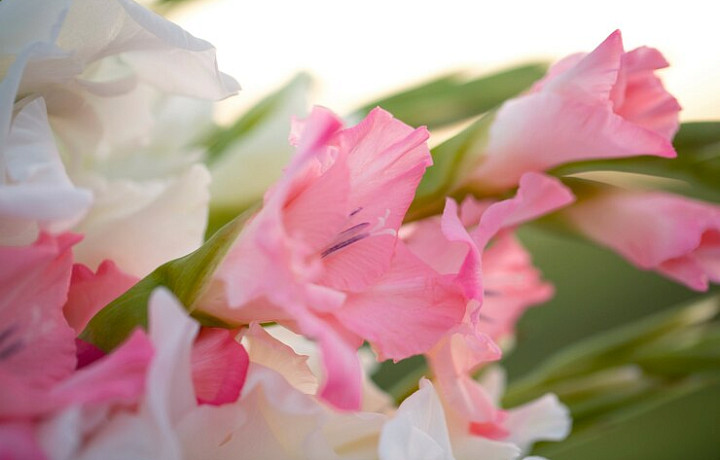 Проверить луковицы, защитить от болезней и правильно посадить: что нужно сделать, чтобы наслаждаться пышным цветением гладиолусов