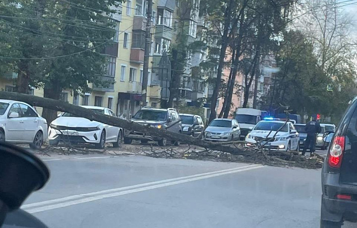 На улице Руднева в Туле рухнуло дерево