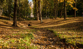 В Щекинском районе ввели карантинный фитосанитарный режим по повилике