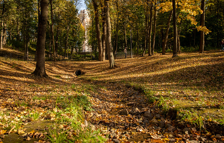 В Щекинском районе ввели карантинный фитосанитарный режим по повилике