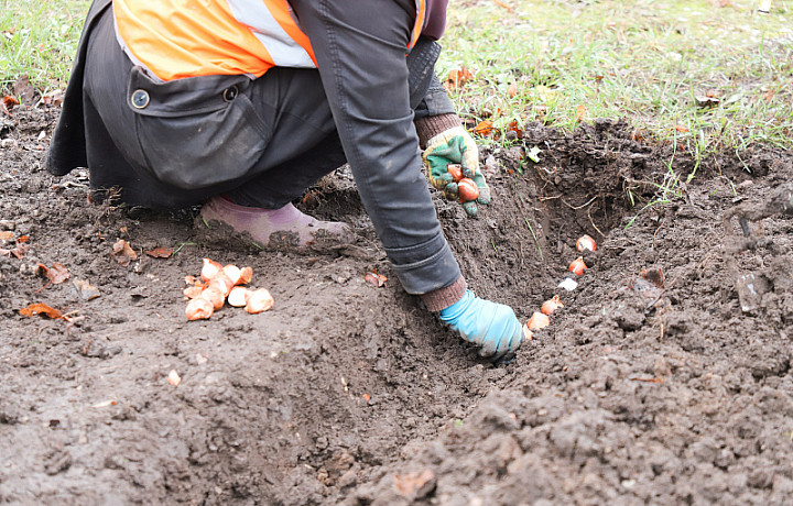 Около 150 тысяч луковиц тюльпанов высадят в Туле до конца года