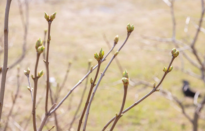 Геомагнитная буря и потепление до +14 градусов: погода в Туле на 31 марта