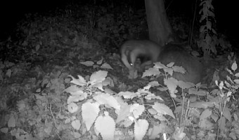 В заповеднике «Калужские засеки» на границе Тульской области фотоловушка засняла барсуков, готовящих нору к зиме