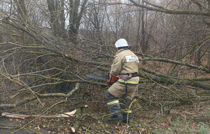 Из-за непогоды в Тульской области рухнули 70 деревьев, один человек пострадал