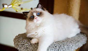 В Госдуме рассмотрят законопроект, регламентирующий действия заводчиков домашних животных