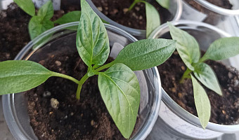 Агроном Тихонова рекомендовала дачникам не ориентироваться на лунный календарь