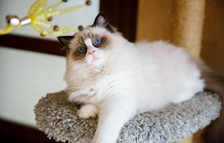 В Госдуме рассмотрят законопроект, регламентирующий действия заводчиков домашних животных