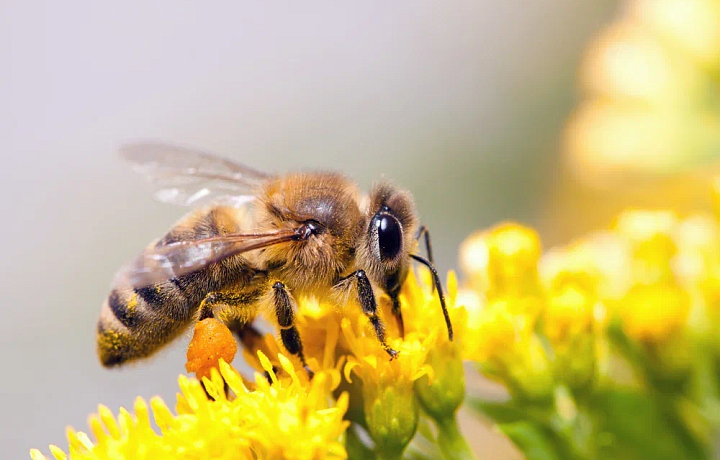 Россельхознадзор выявил нарушение правил содержания пчел в Тульской области