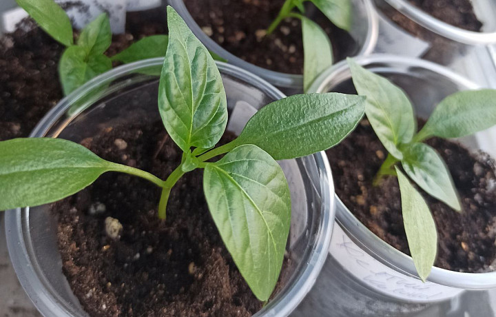 Агроном Тихонова рекомендовала дачникам не ориентироваться на лунный календарь