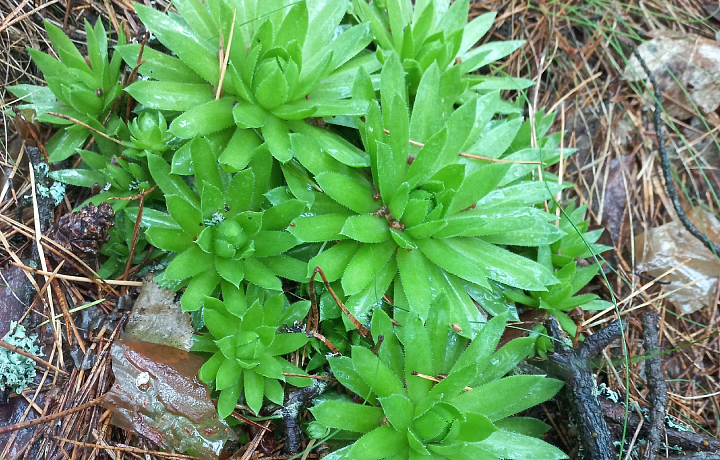 В Суворовском районе биологи нашли молодило побегоносное