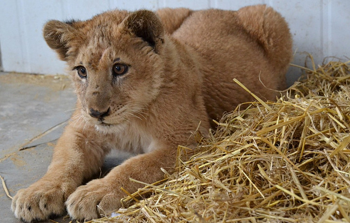 Изъятый таможенниками львенок поселился в тульском зоопарке