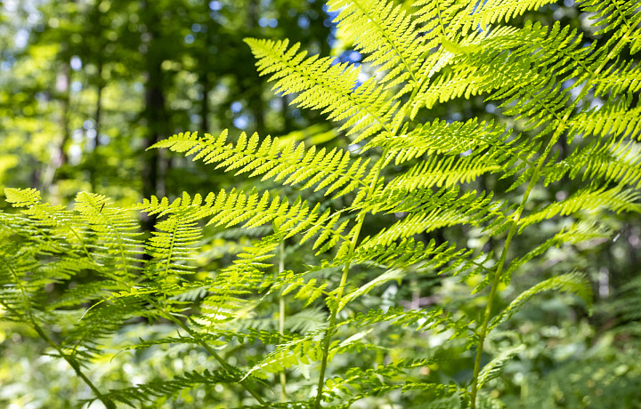 Всероссийский экологический субботник пройдет в Национальном парке «Тульские засеки»