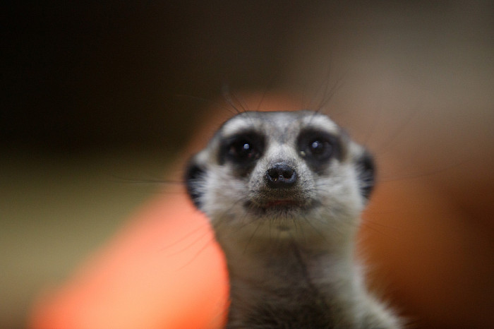 «Сурикаты агрессивно относятся к чужакам»: стоит ли заводить таких питомцев в доме