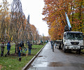В Центральном парке Тулы высадили 35 саженцев рябины