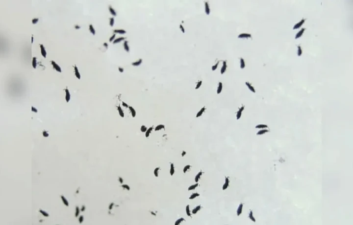 В Тульской области могут снова появиться снежные блохи