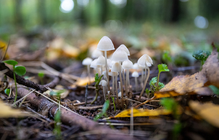 Тулякам стали предлагать поездки в смертельно опасные грибные ретриты
