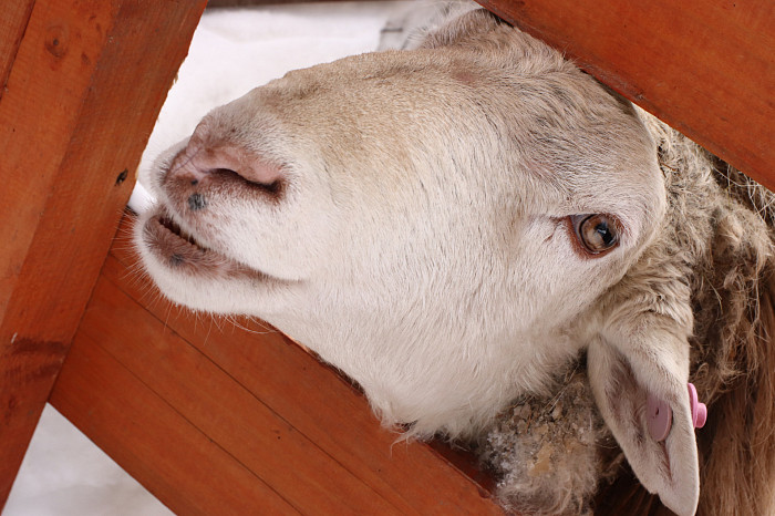 Зверские морозы: как животные зооуголка Белоусовского парка переживают снежную зиму и природные катаклизмы. Фоторепортаж