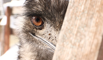 Зверские морозы: как животные зооуголка Белоусовского парка переживают снежную зиму и природные катаклизмы. Фоторепортаж