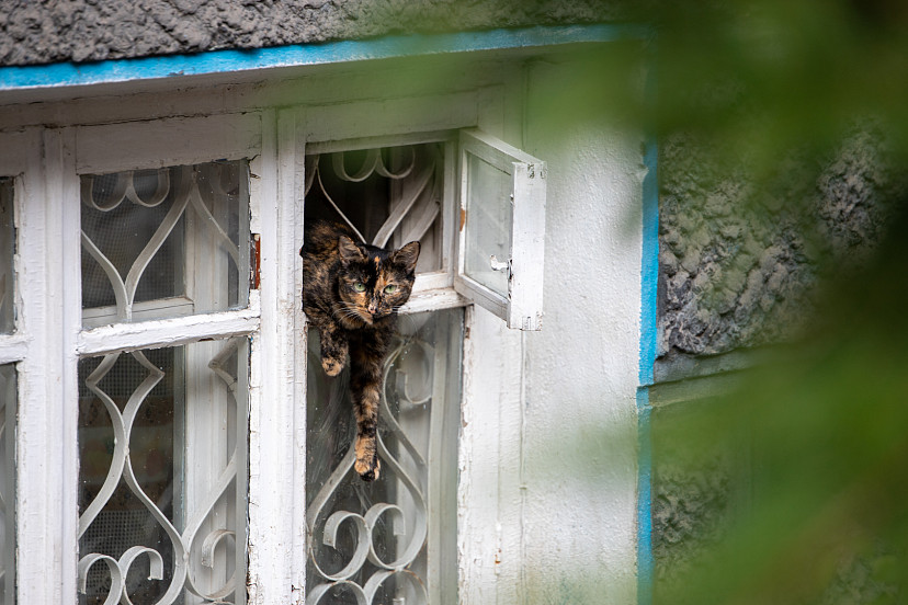 Тульский ветеринар рассказал, можно ли оставлять кошек одних дома во время отпуска | ТСН24