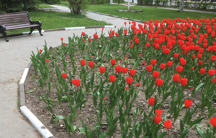 Алексинцы в сети пожаловались на вандалов, укравших с клумбы тюльпаны
