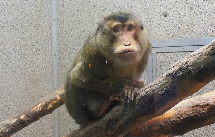 В Тульском экзотариуме отметят 30-летие свинохвостого макака Министра