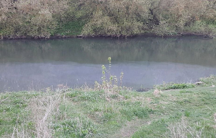 Река Красивая Меча в Тульской области покрылась слизью