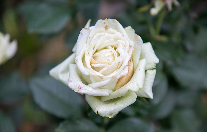 Садоводы рассказали, когда укрывать многолетние растения