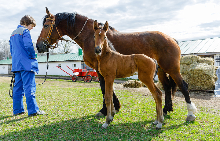 В Ясной Поляне жеребенку дали имя Кентавр