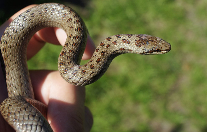 В тульском экзотариуме рассказали, что делать при укусе ядовитой змеи, и как его избежать