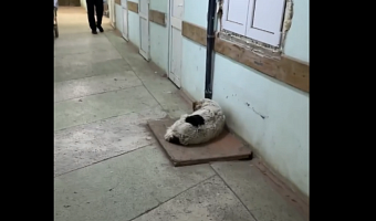 В Новомосковске проверят больницу из-за собаки в приемном покое