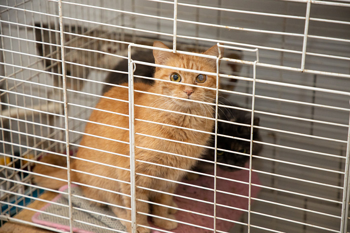 Вестники неудачи или пушистые милашки: тульские черные кошки ищут своих хозяев