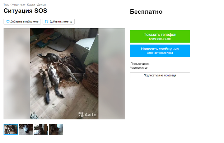 В Туле начали раздавать кошек, спасенных из запертой квартиры