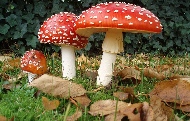 Потрогал гриб и умер: какие ядовитые грибы растут в Тульской области